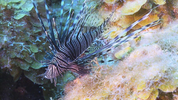 lionfish-cbs-620.jpg