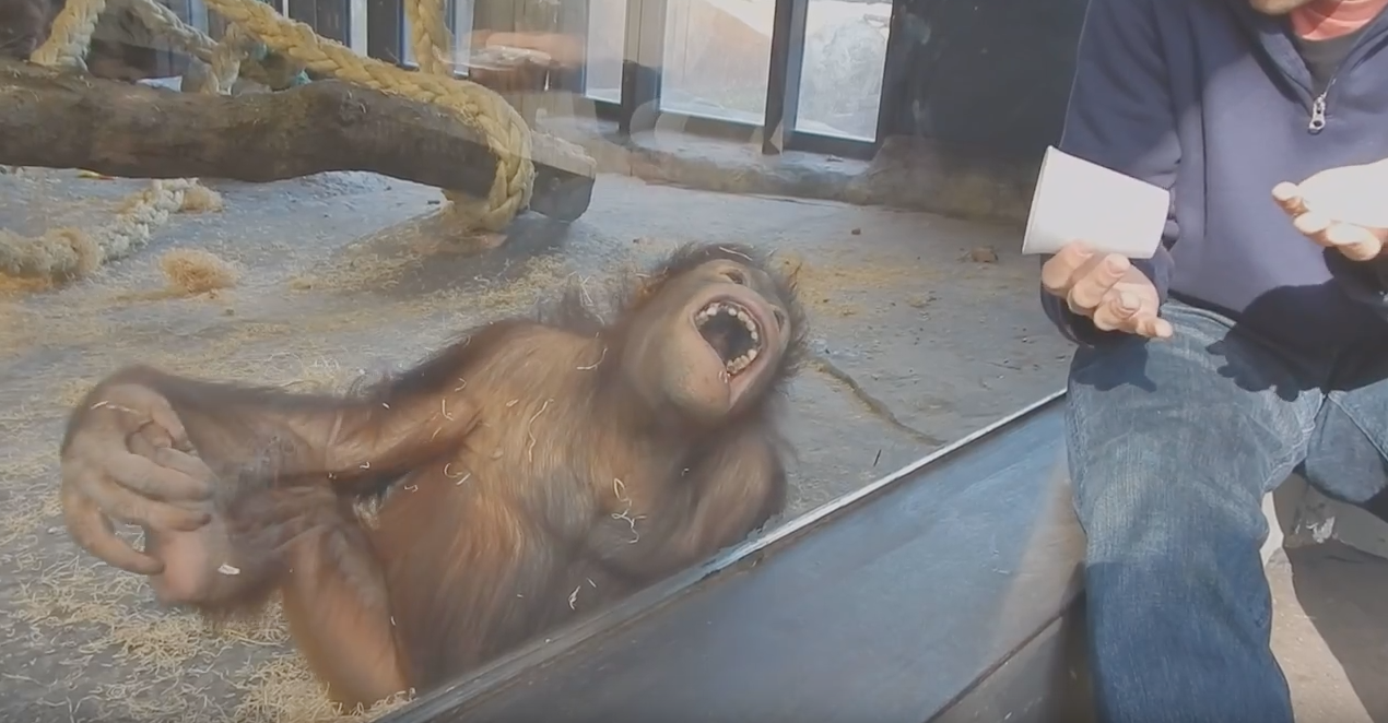 orangutan magic trick