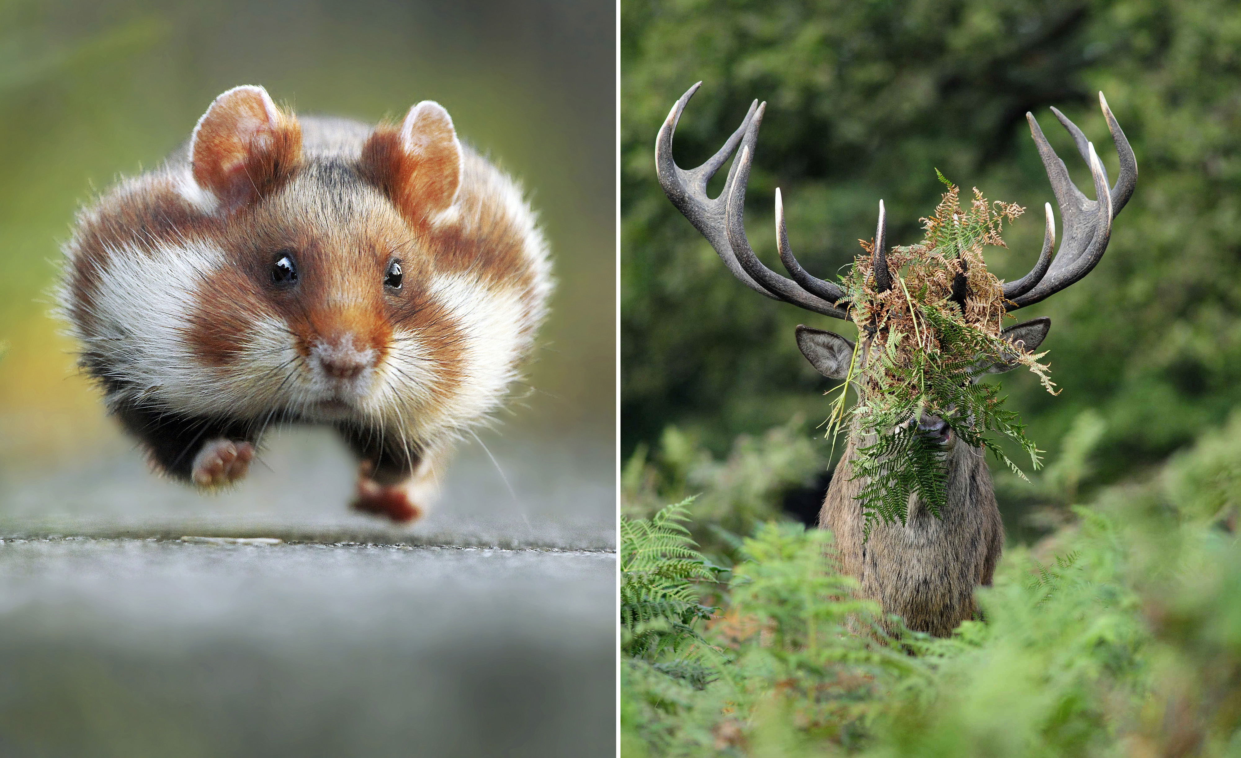 Hilarious animals - Hilarious winners of The Comedy Wildlife