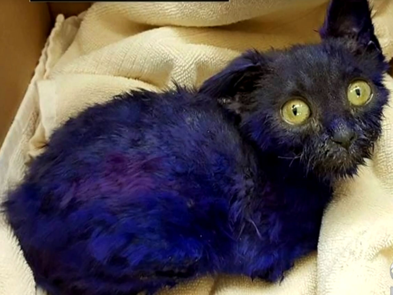  Purple  dyed kitten used as chew toy for other animals 