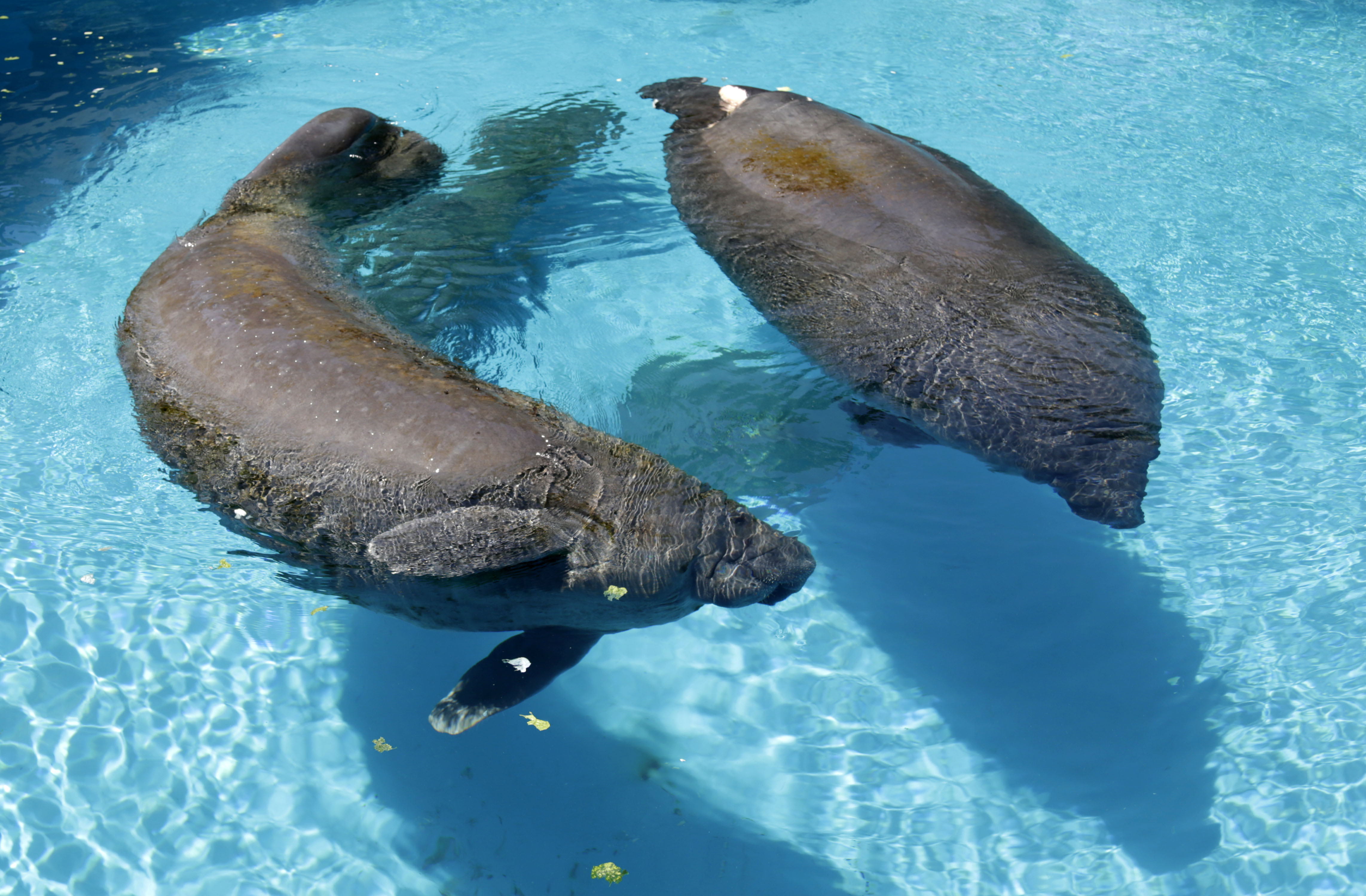 U.S. Wildlife Officials Decide On Manatee Status - CBS News