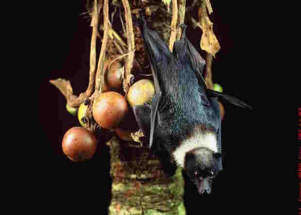 flying-fox-on-cycad-low.jpg