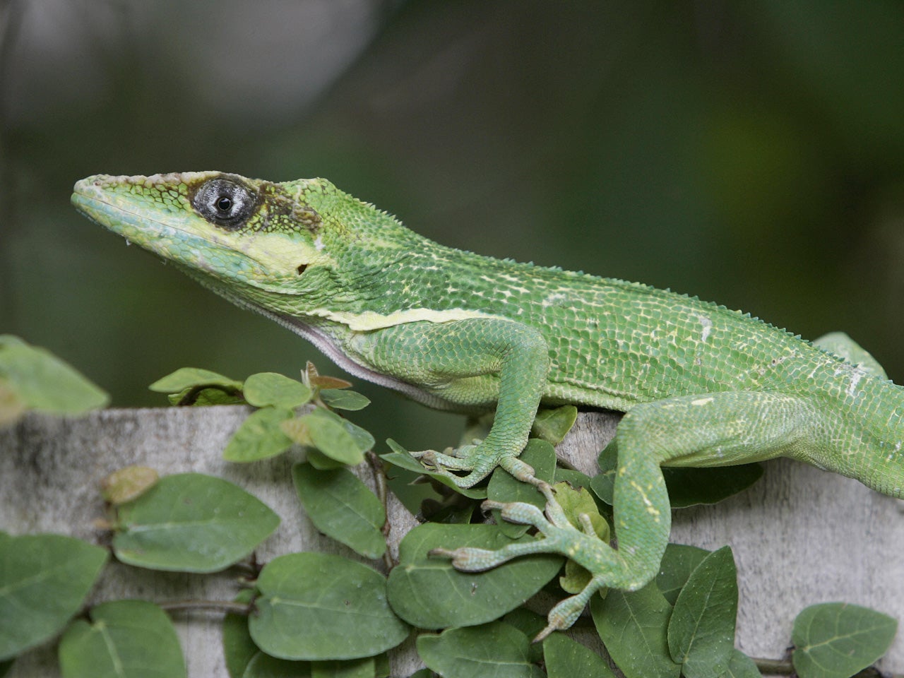 N.J. school kids rescue lizard from salad, make it a pet CBS News