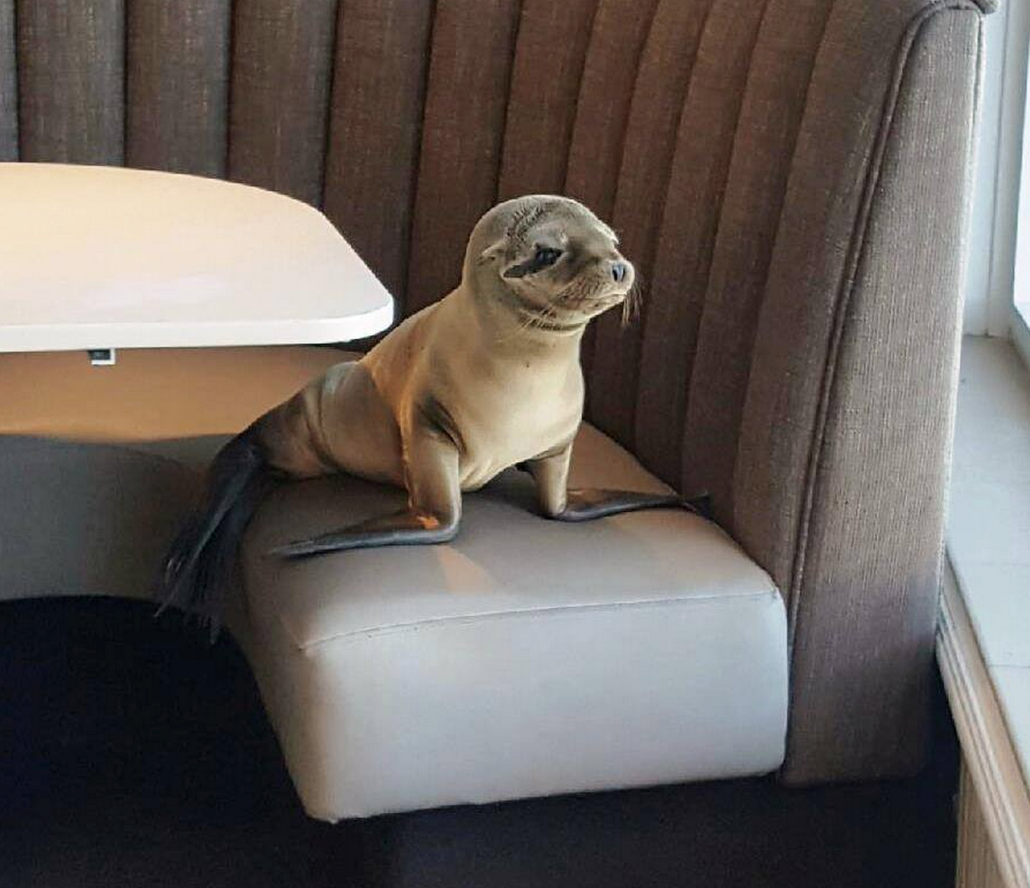 Hungry Sea Lion Pup Seats Itself At Fancy San Diego