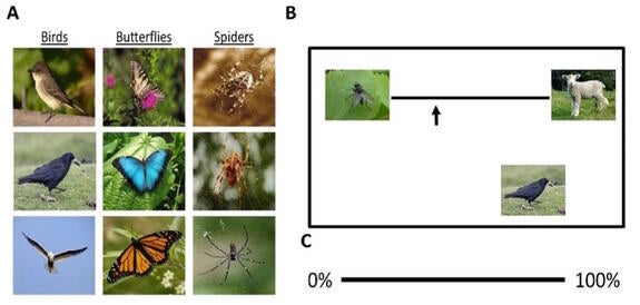 spider-study.jpg