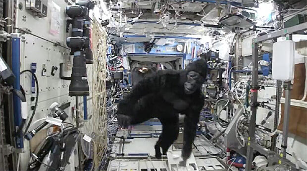 022816gorilla.jpg