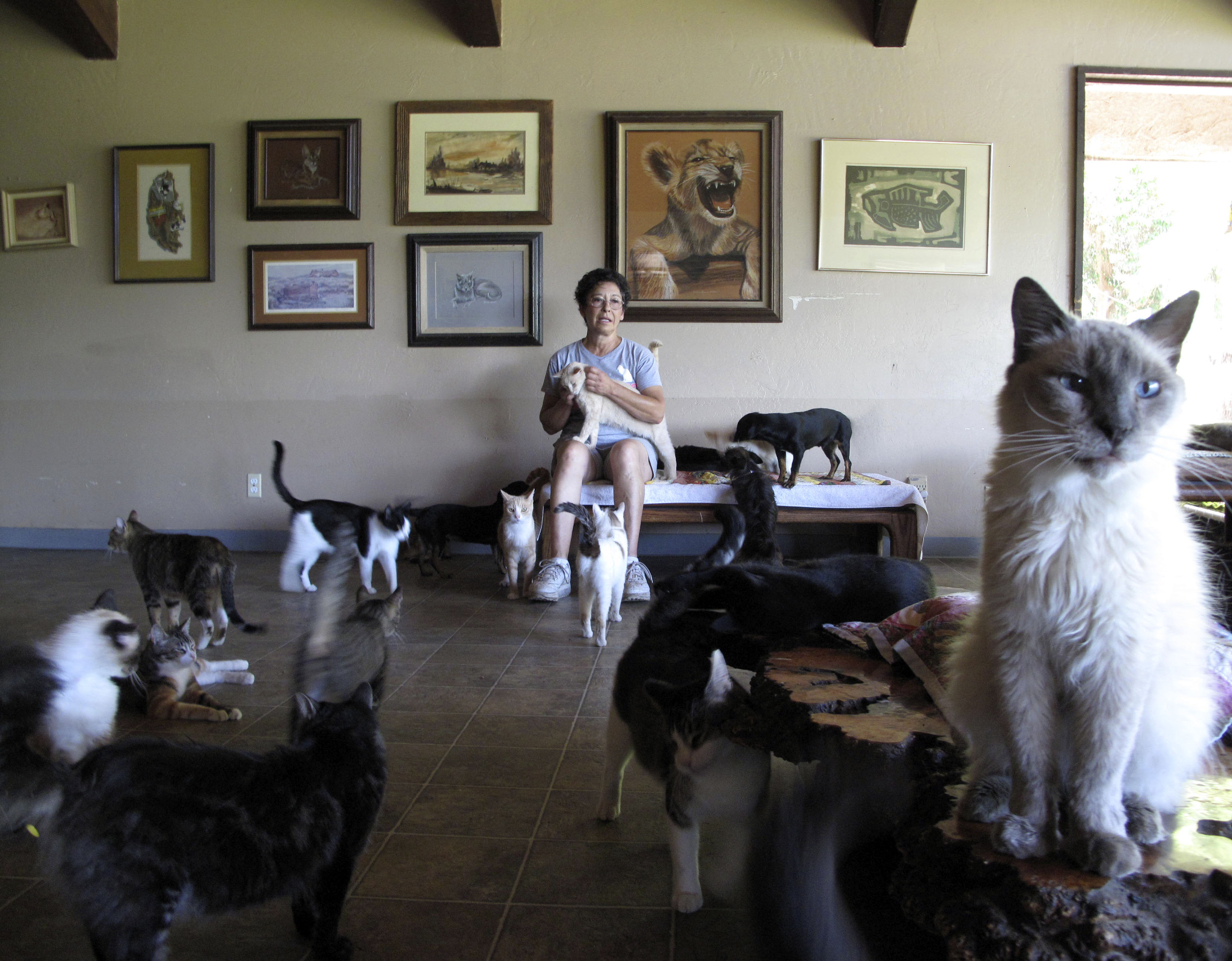 California woman gives up home to care for thousands of cats CBS News