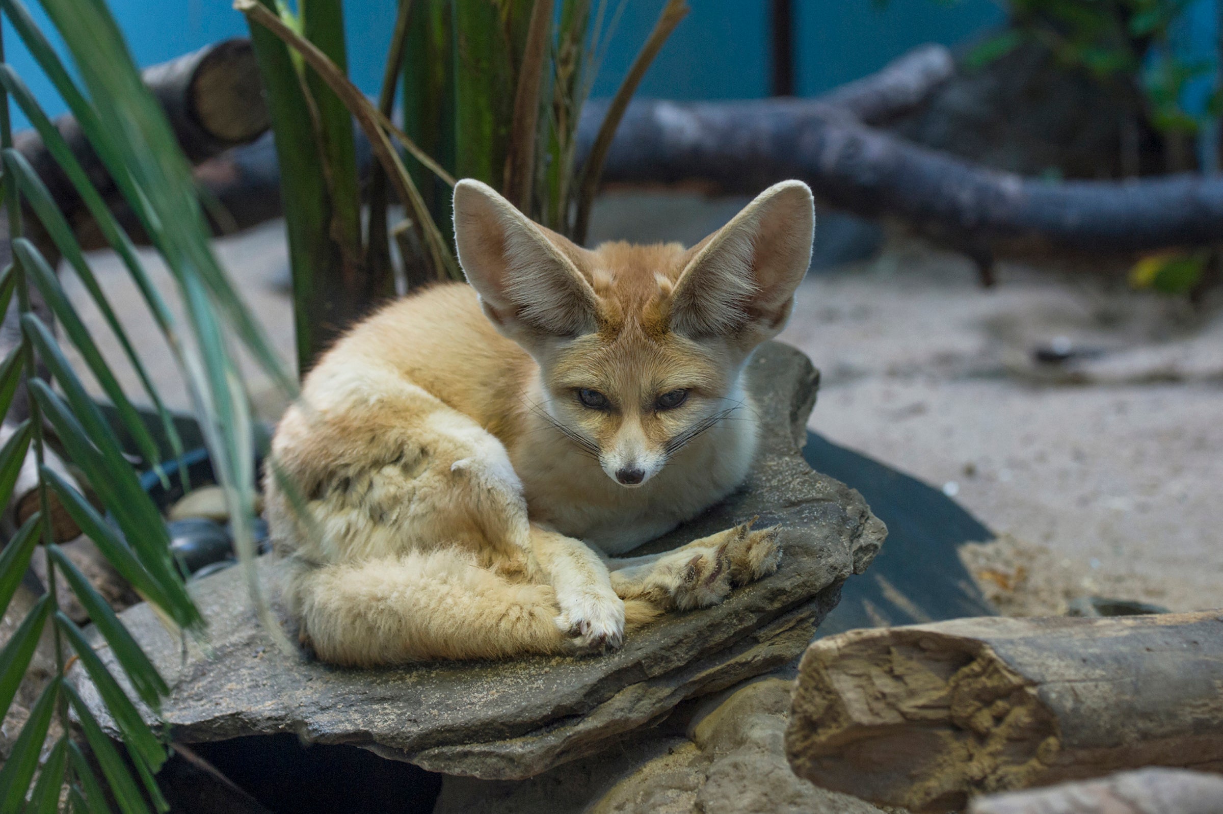 Primary homework help fennec fox Primary homework help fennec fox