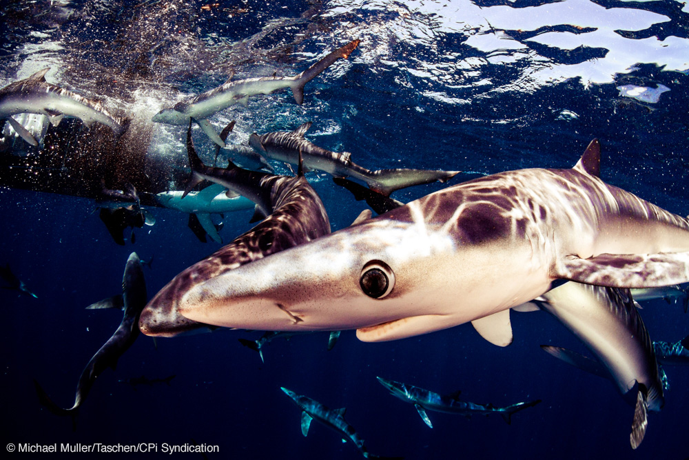 Sharks By Michael Muller Going Face To Face With Sharks For Incredible Photos Pictures Cbs