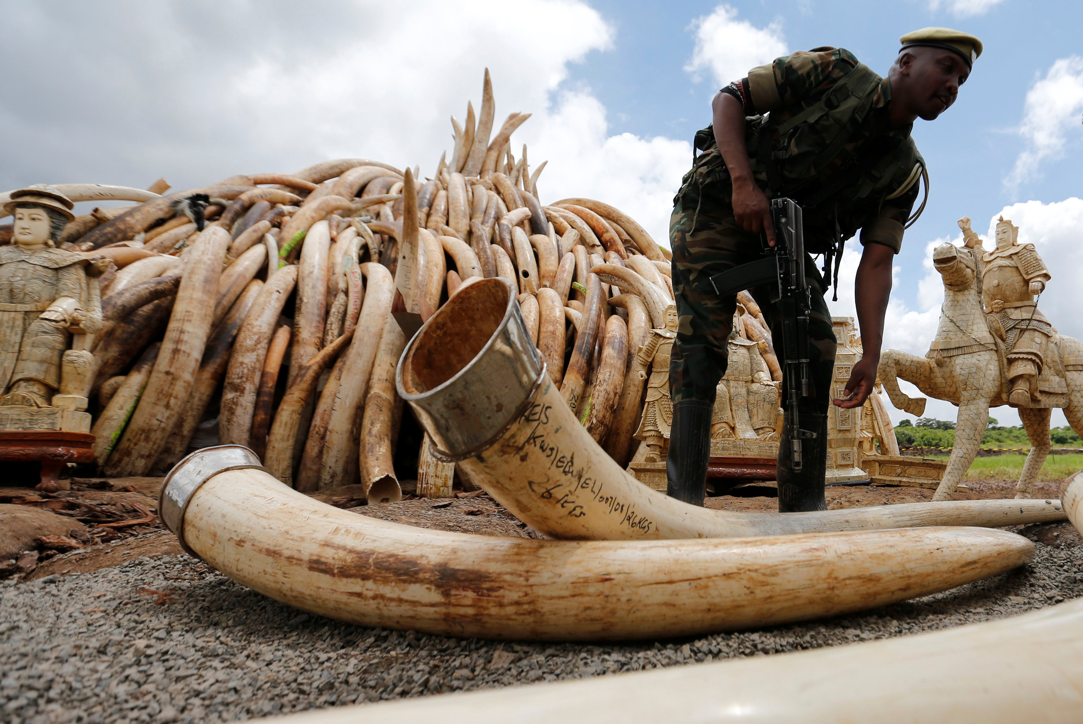 Kenya to burn more than 100 tons of elephant tusks, ivory ...