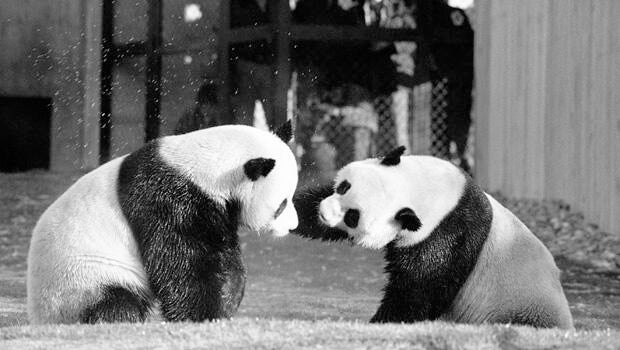 pandas-ling-ling-hsing-hsing-620-ap7404201290.jpg