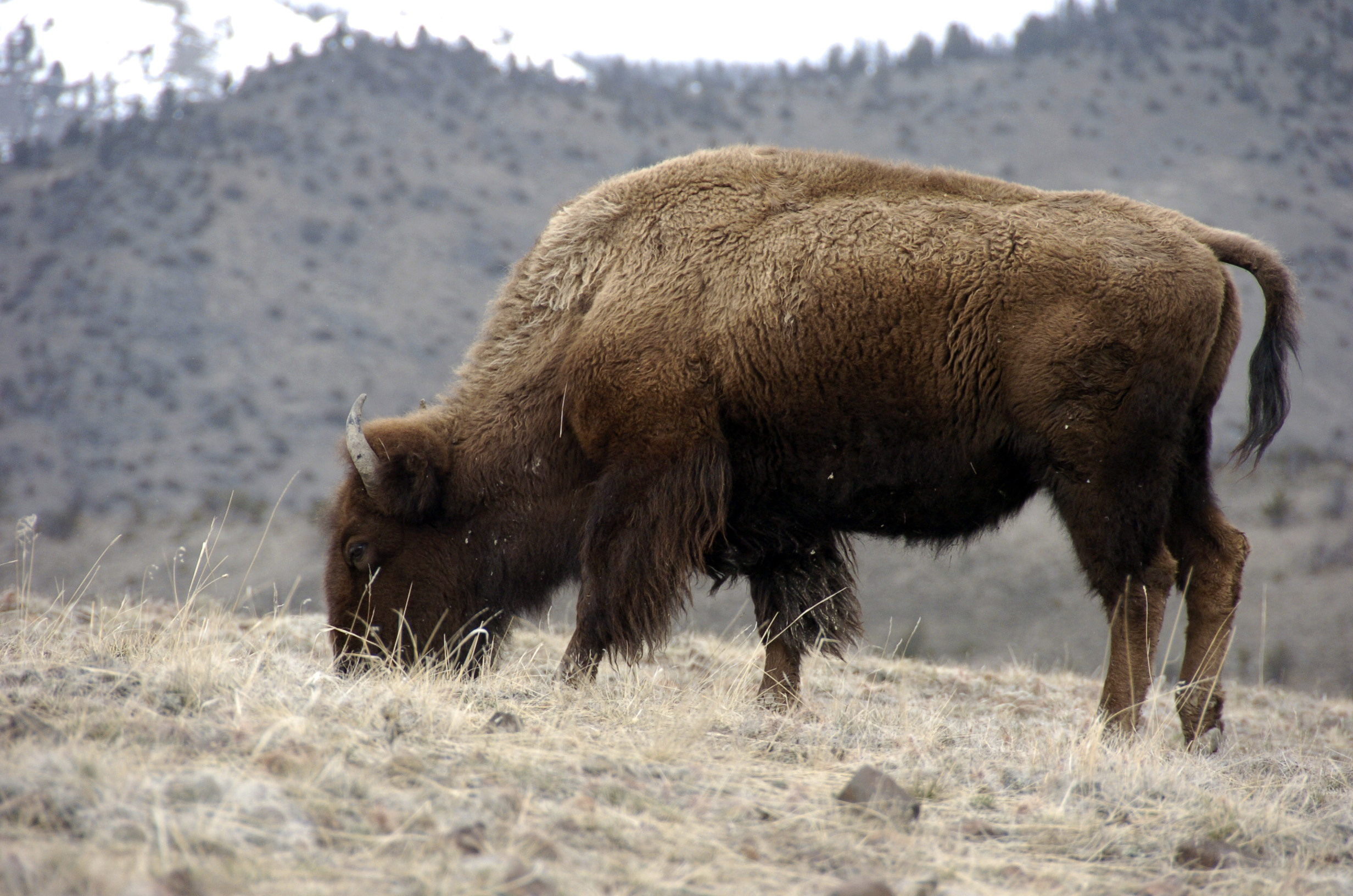 u-s-names-bison-national-mammal-cbs-news