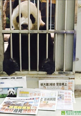 pandatuantuanoriginalsizeembedap16139211868960.jpg