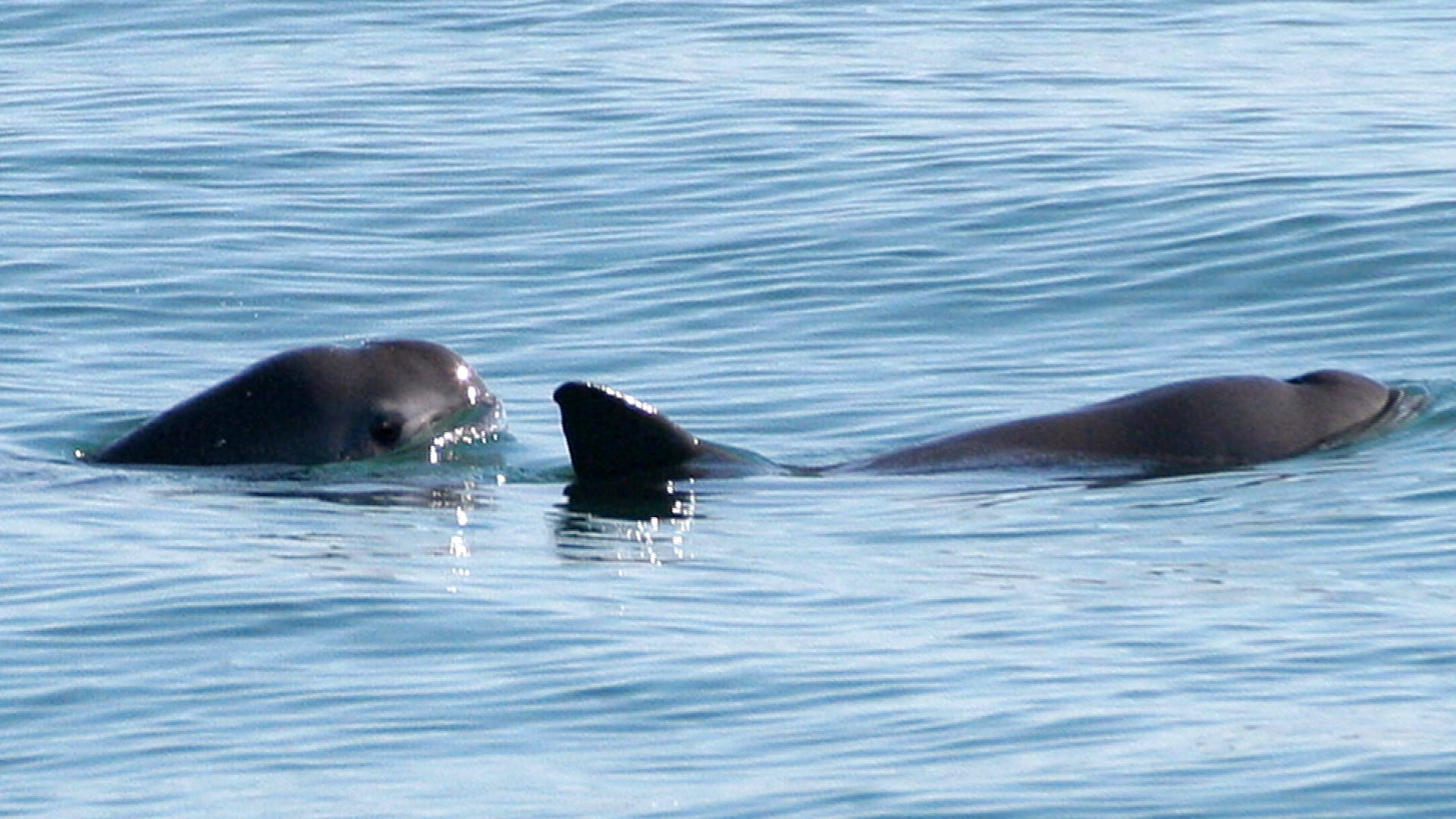 Vaquita porpoise calf captured and released in Mexico effort to save