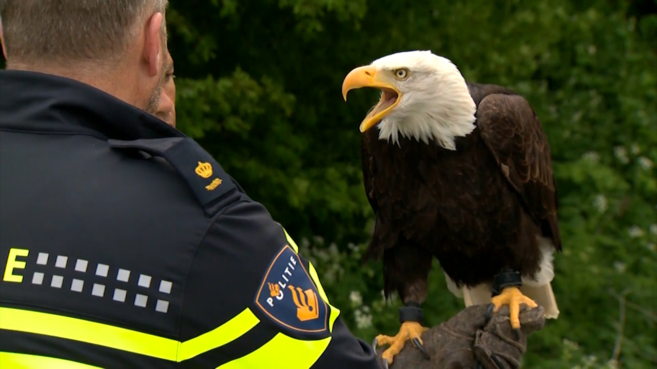 Watch out, drones: This bald eagle can take you down - CBS News