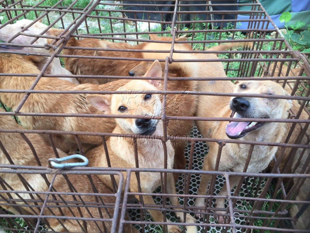 Three ways you can protest China's notorious dog meat festival CBS News