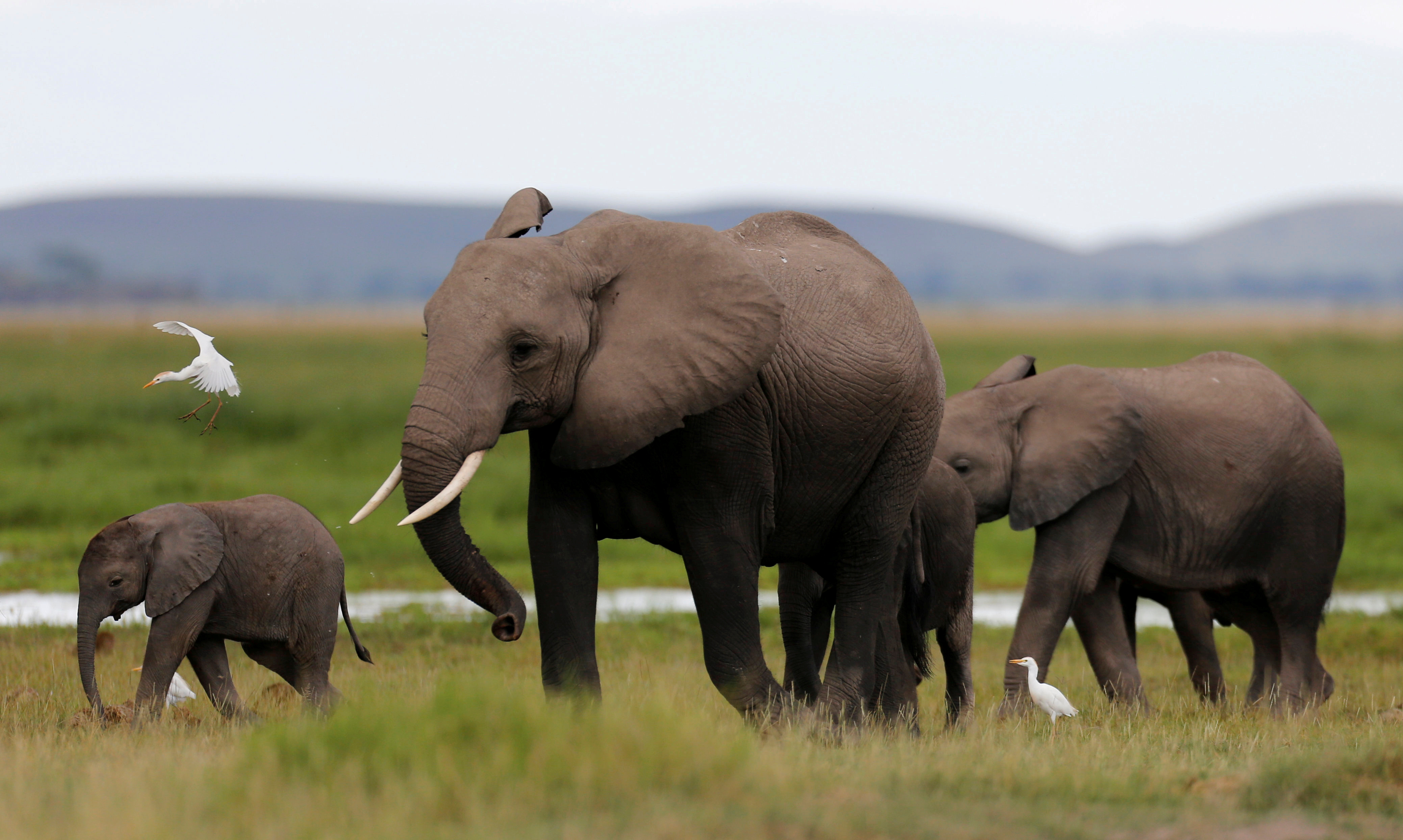 Are african elephants endangered