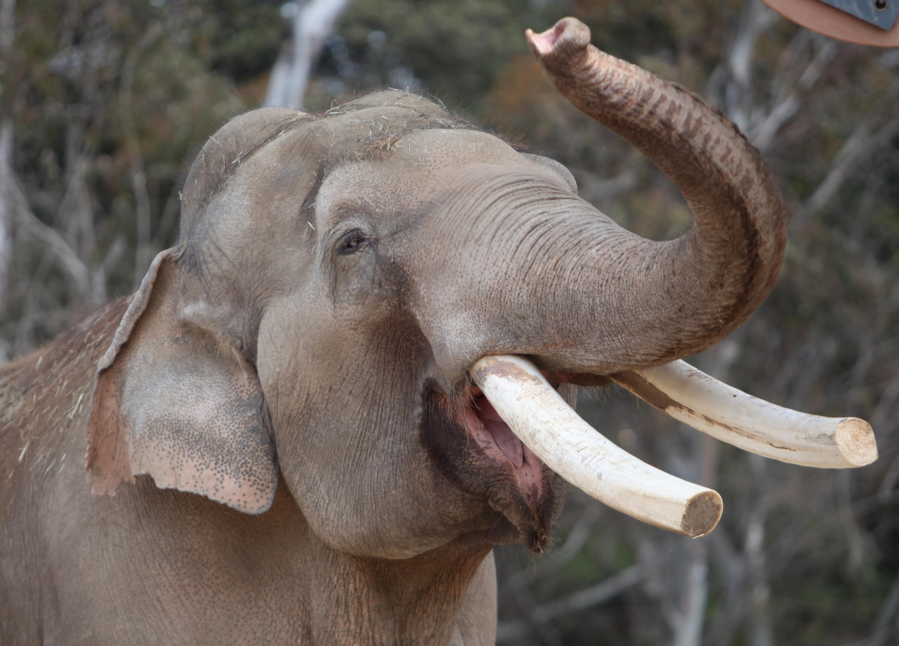 50-year-old elephant euthanized at San Diego Zoo - CBS News