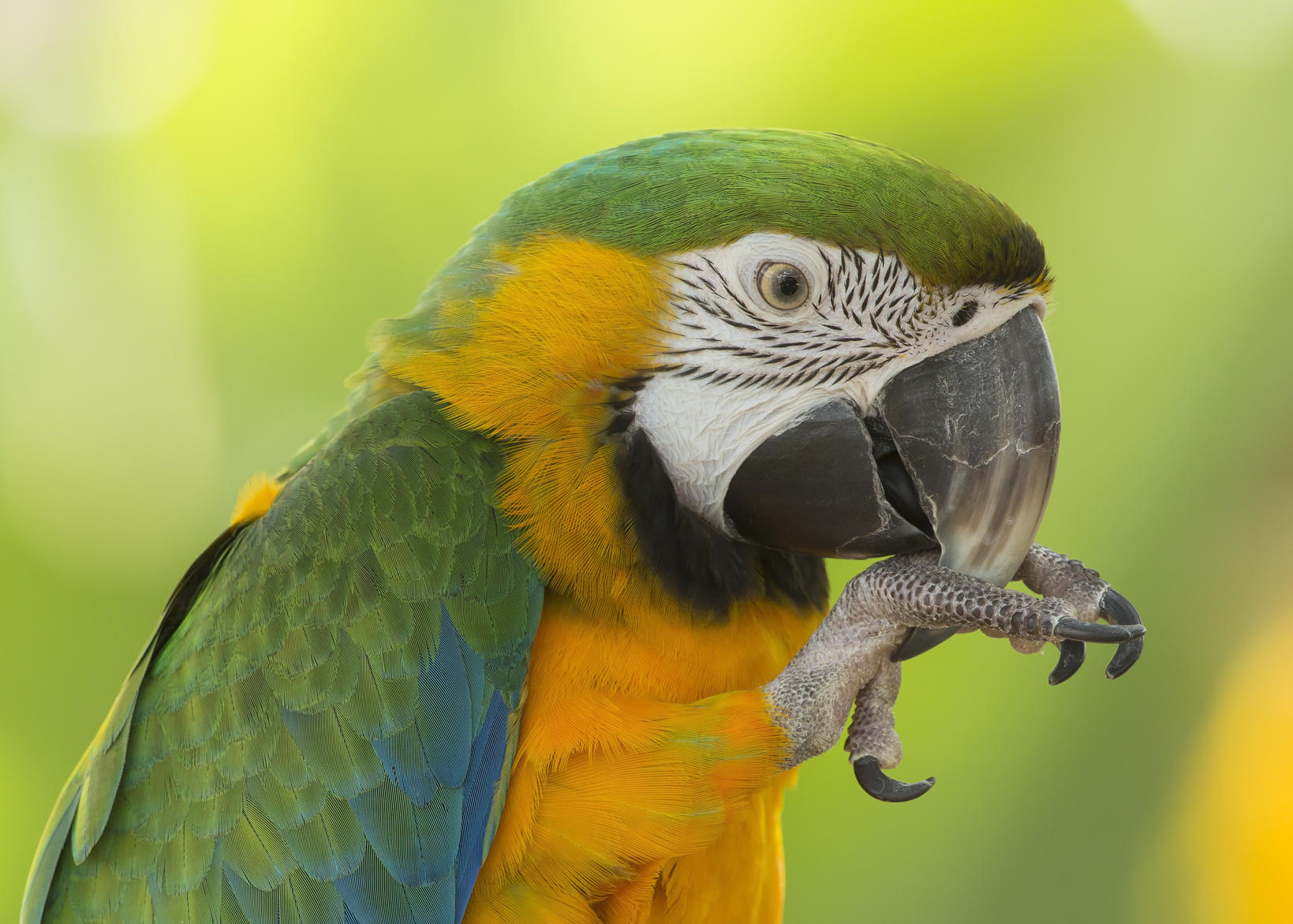 Man's pet birds gave him rare case of "parrot fever" - CBS News