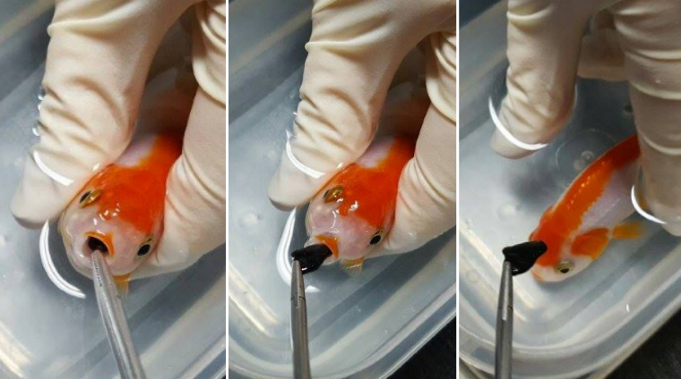 Woman Spends 500 On Surgery For Pet Goldfish That Choked On Pebble