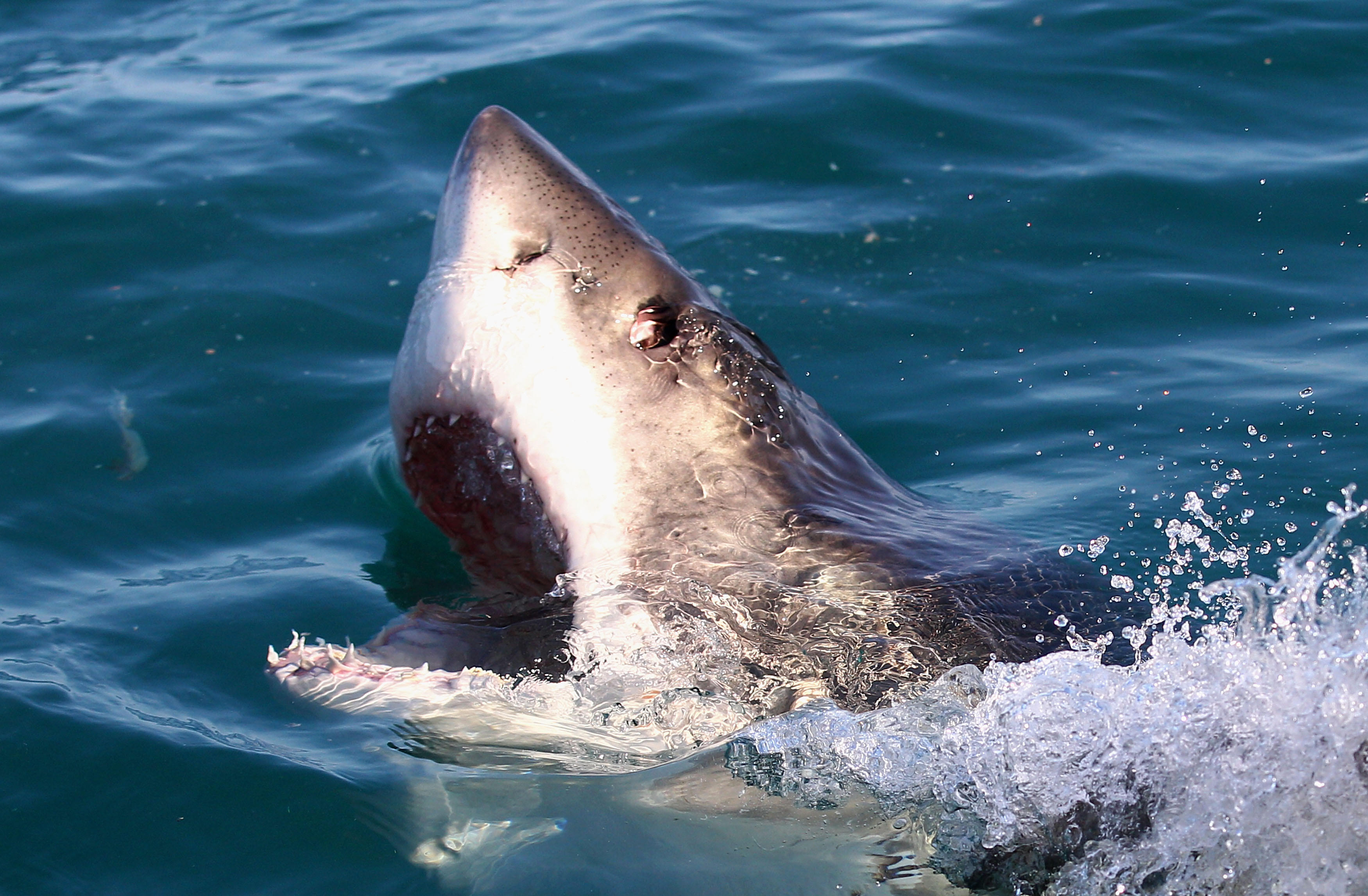 Great white shark caught on video near San Francisco surfers - CBS News
