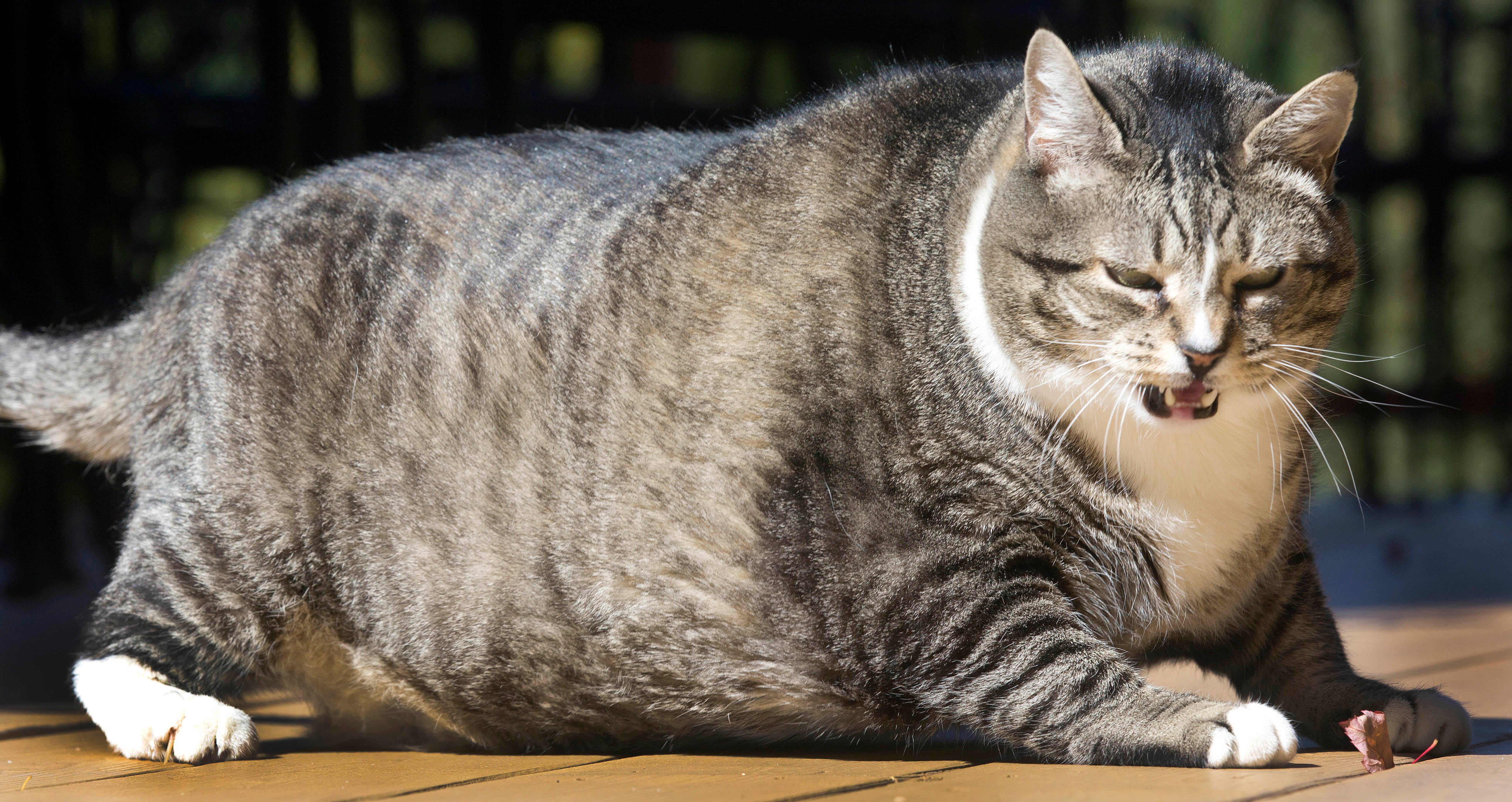 fat tabby cat