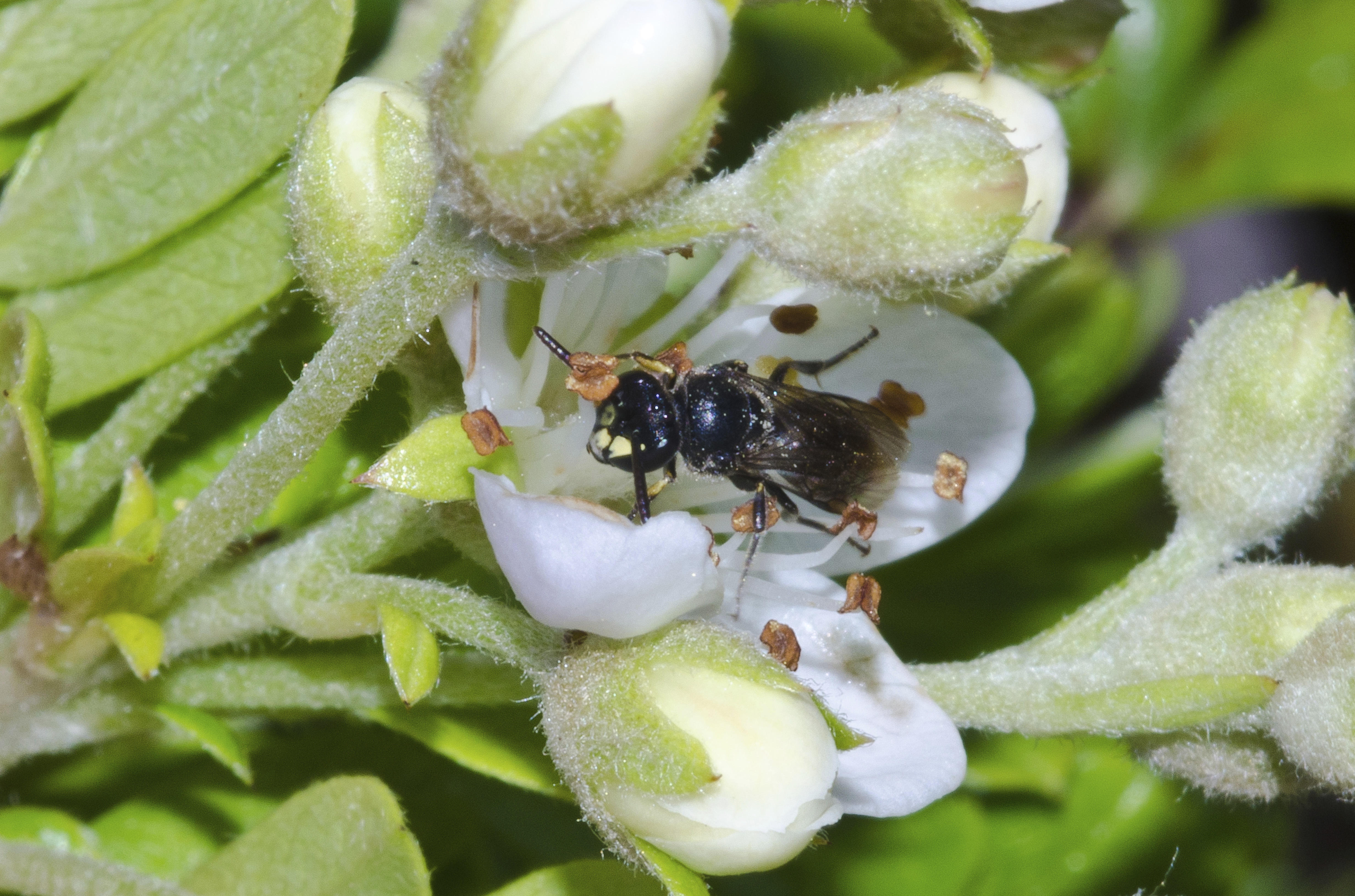 Hawaii yellow-faced bees placed on Endangered Species list - CBS News