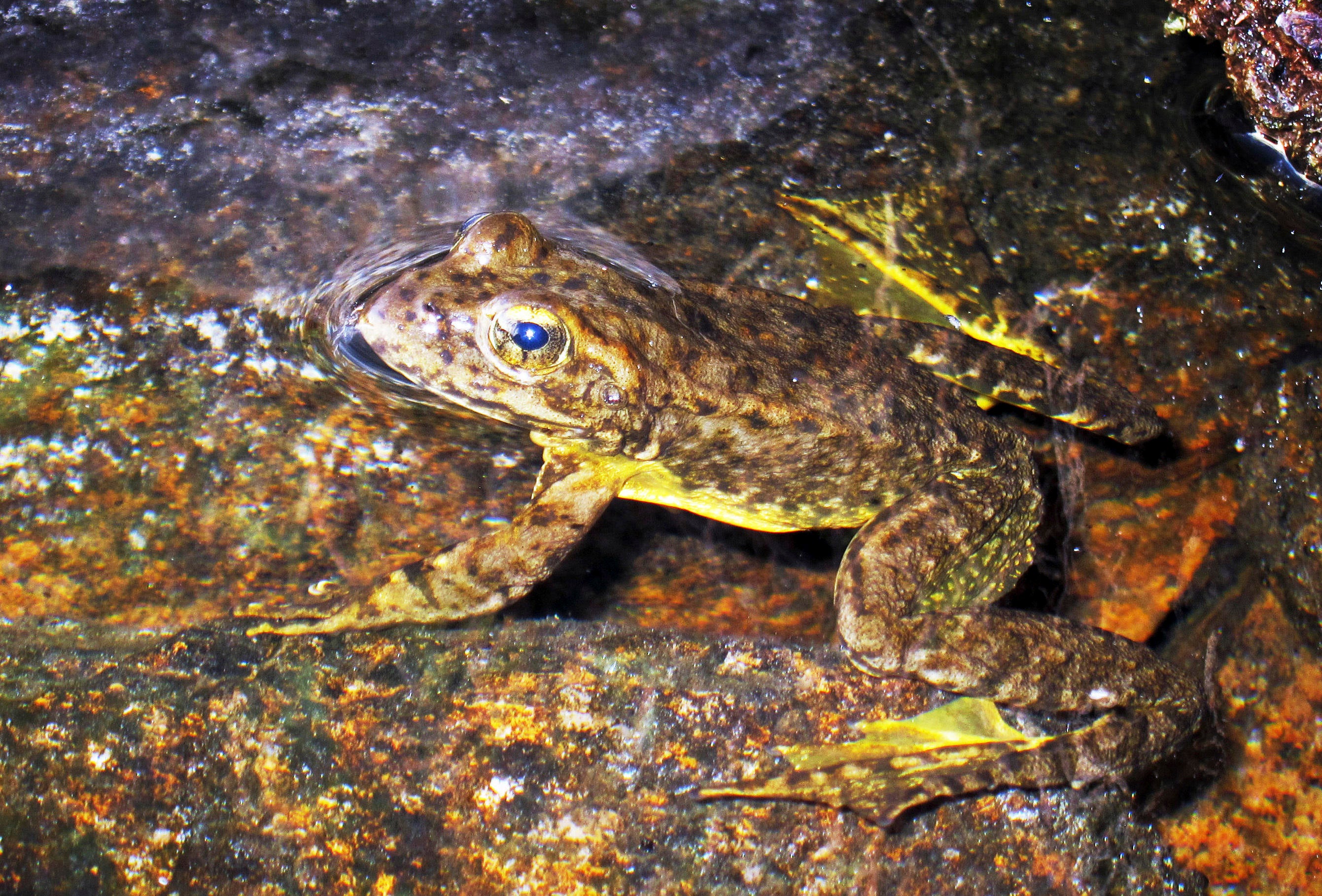 Scientists Endangered Sierra Nevada yellowlegged frog rebounding in