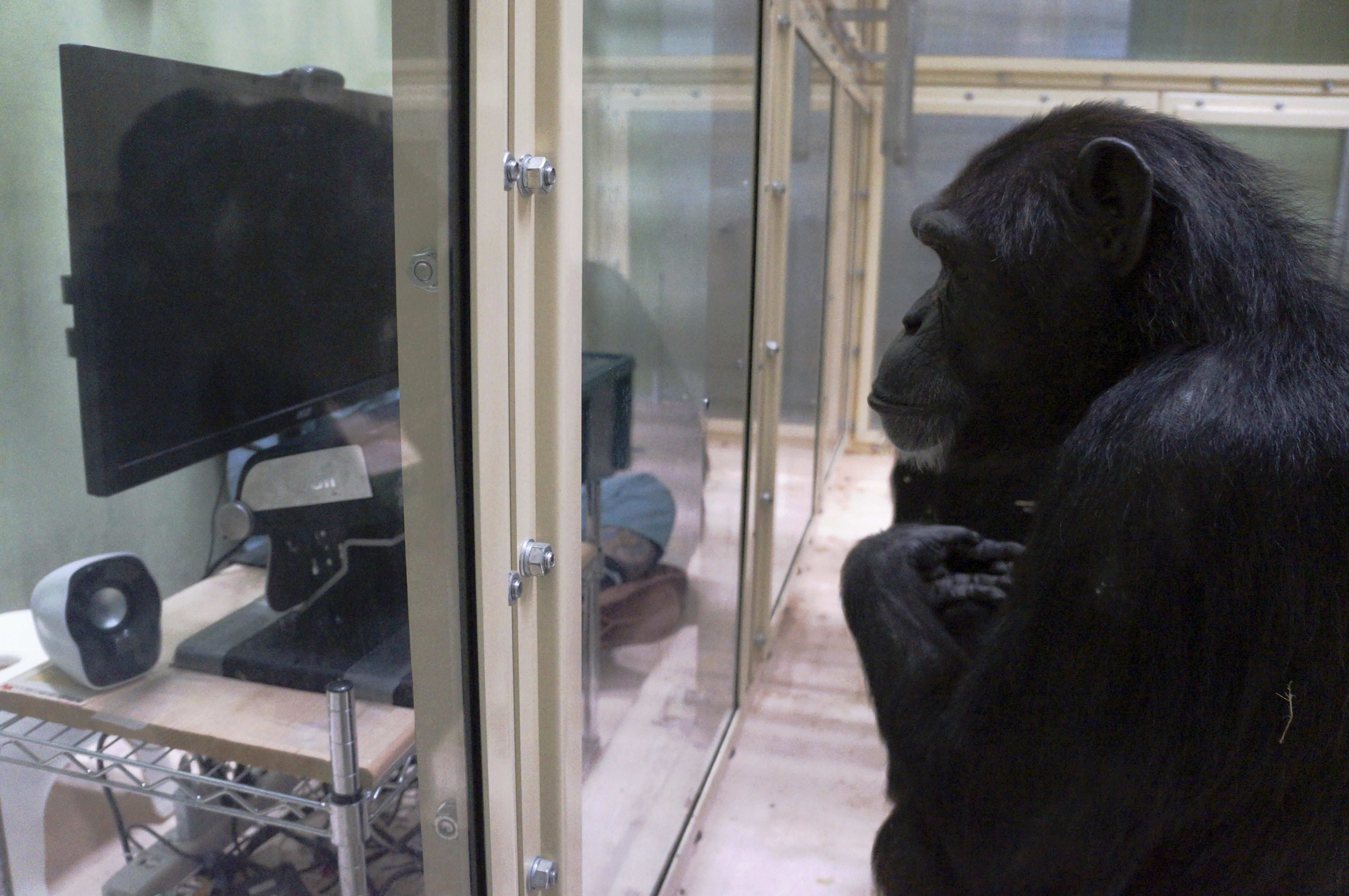 Apes seem to think like humans in a surprising way CBS News