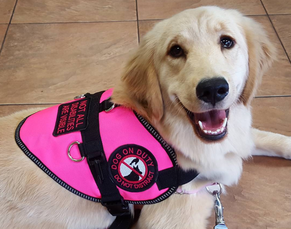 This Service Dog Is Wowing The Internet With Her Impressive Skills CBS News