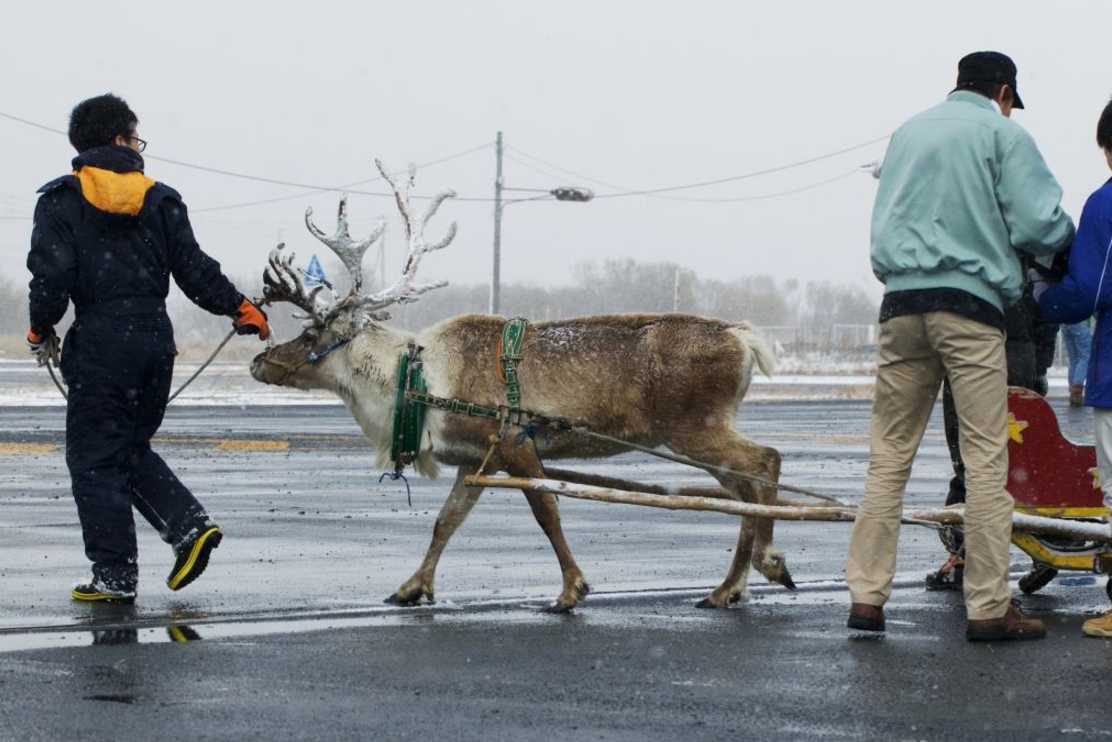 Domino's Japan is training reindeer to deliver pizzas this winter CBS