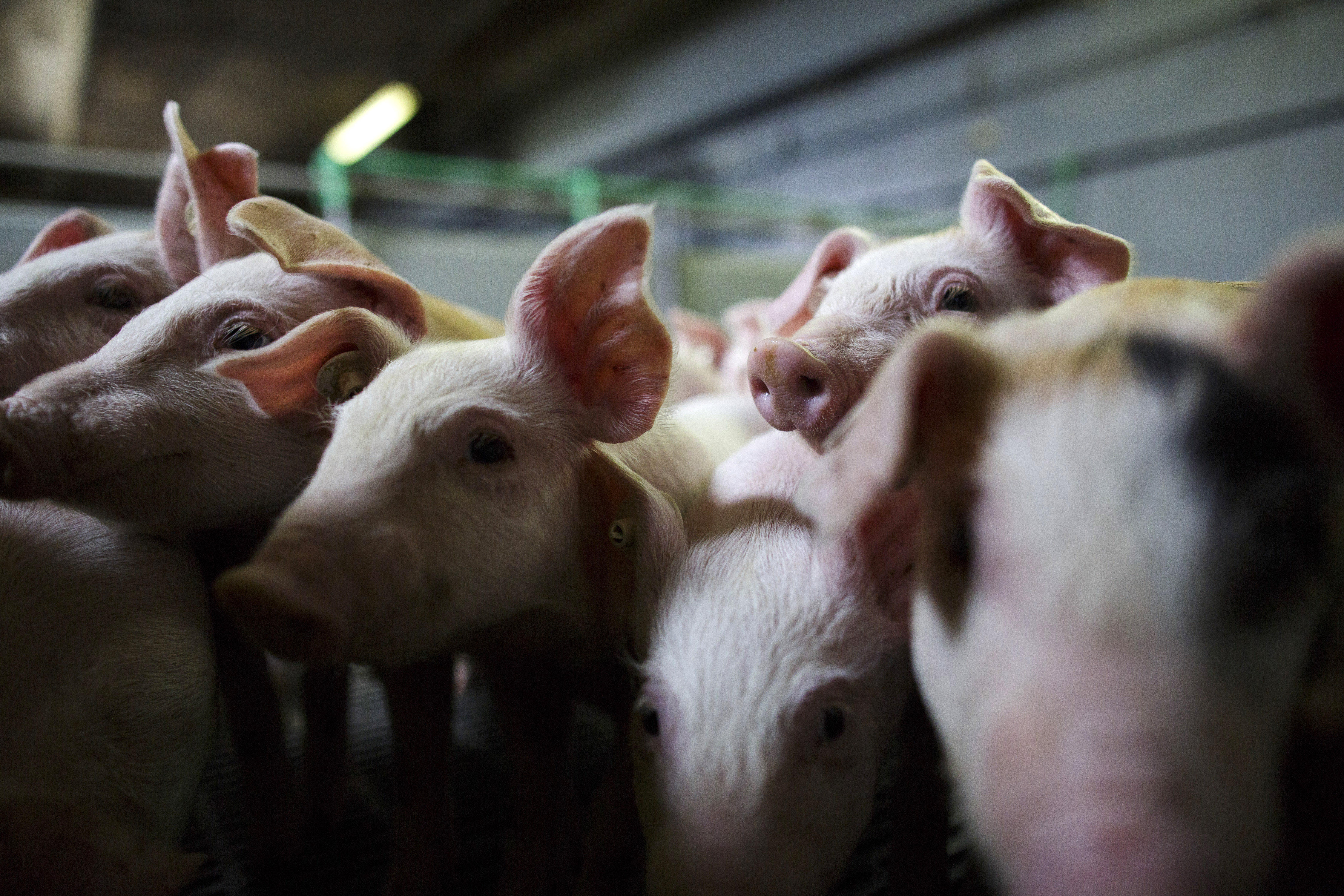 4500px x 3000px - Scientists take first steps to grow human organs in pigs ...