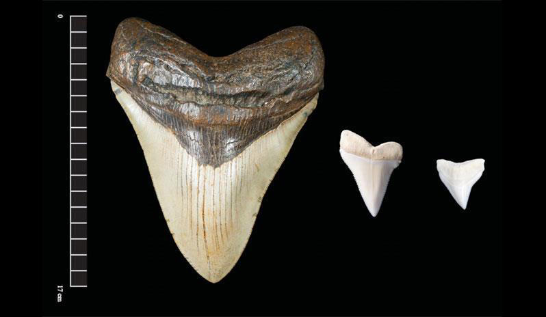 Giant megalodon shark teeth may have inspired Mayan monster myths - CBS