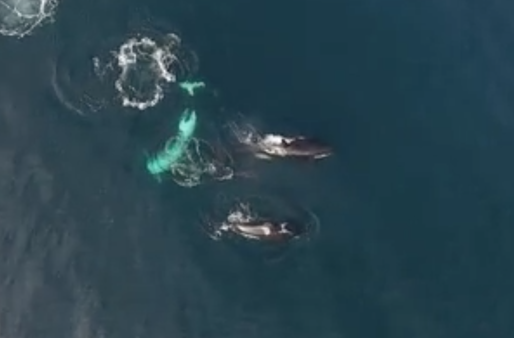 Watch: Killer whales eat a shark - CBS News