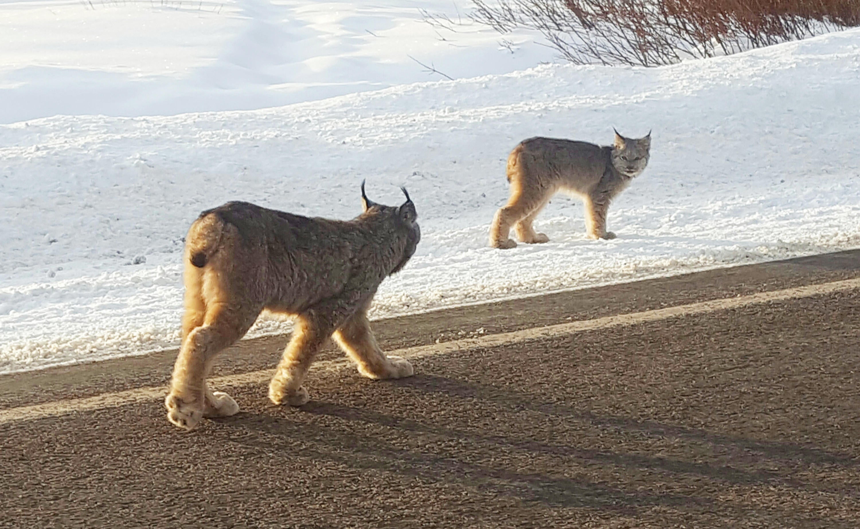 Lynx stroll past Colorado crowds in rare sightings CBS News