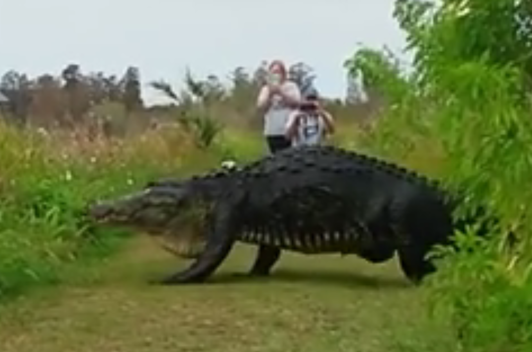 Video captures massive Florida gator on stroll in Florida reserve  CBS