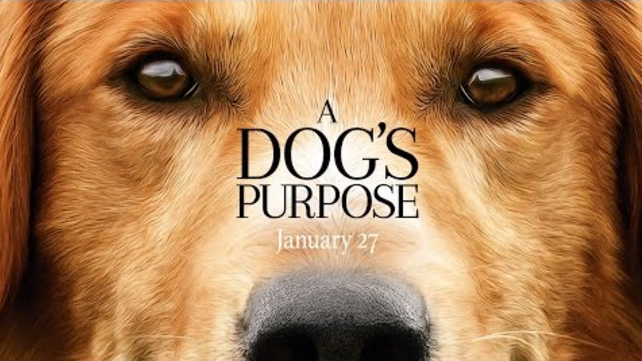 a dogs purpose footage