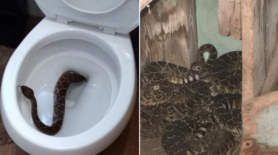 Family Finds Rattlesnake In Toilet, Then 23 More -3080