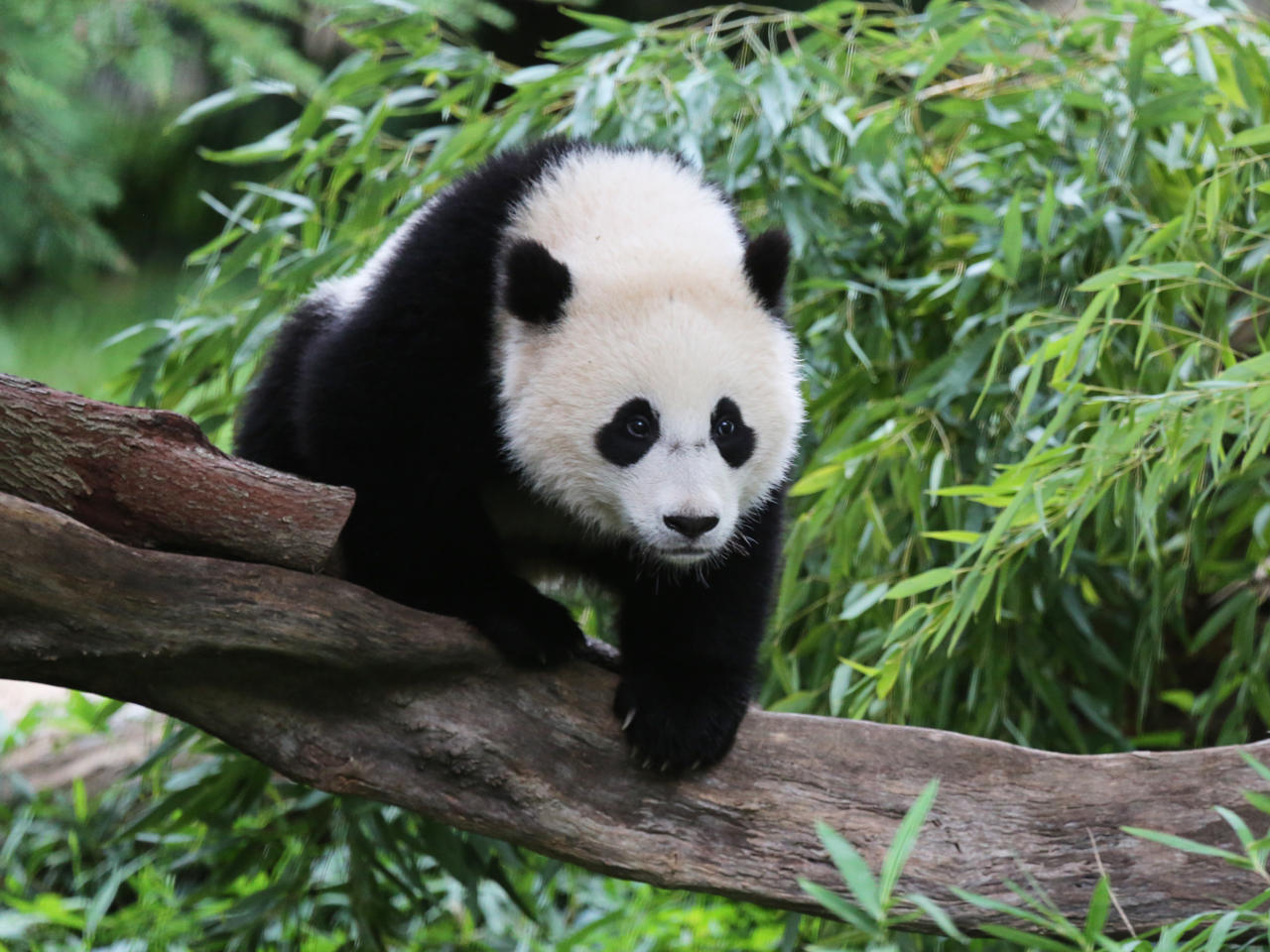 Bao Bao the panda prepares for move to China from the 