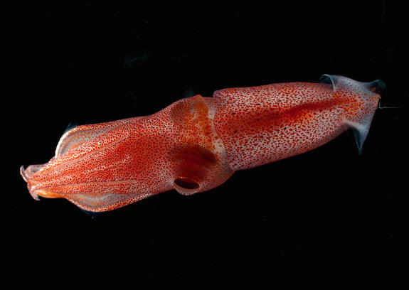 The Quirk That Helps Cockeyed Squid Navigate Ocean S Twilight Zone Cbs News