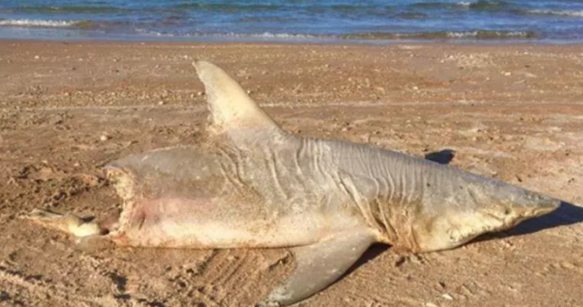 The Mystery Of The Half Eaten Shark That Washed Up On Florida Beach Cbs News