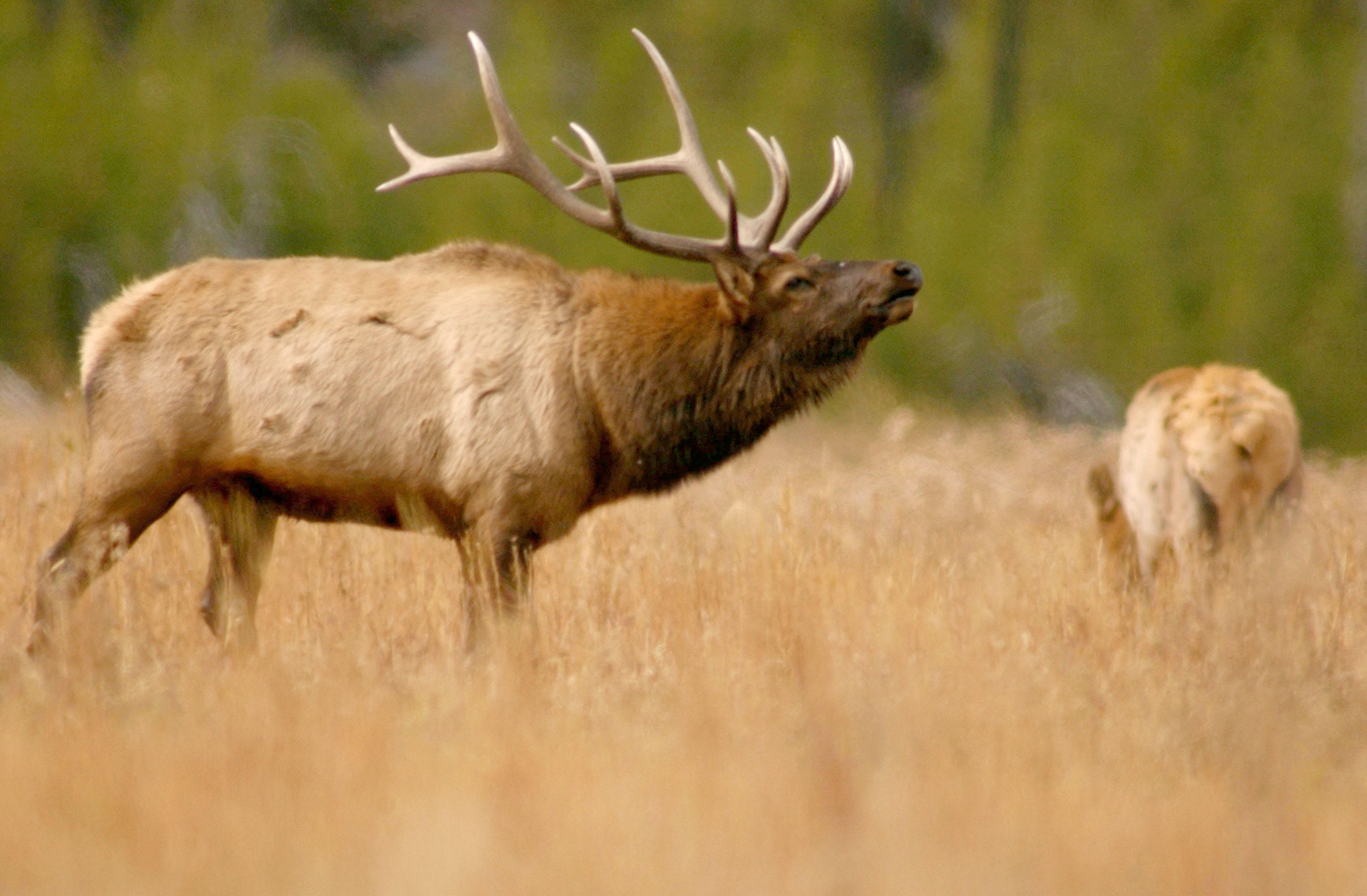 man-with-drone-causes-1-500-elk-to-stampede-in-wyoming-cbs-news