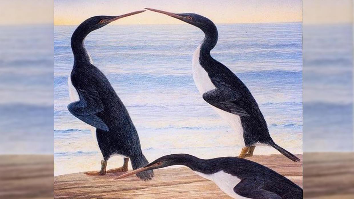 Giant prehistoric penguins evolved during the dinosaur age - CBS News