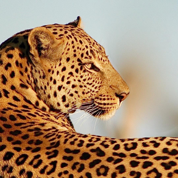 African leopard - Scott Pelley's Instagram photos - Pictures - CBS News