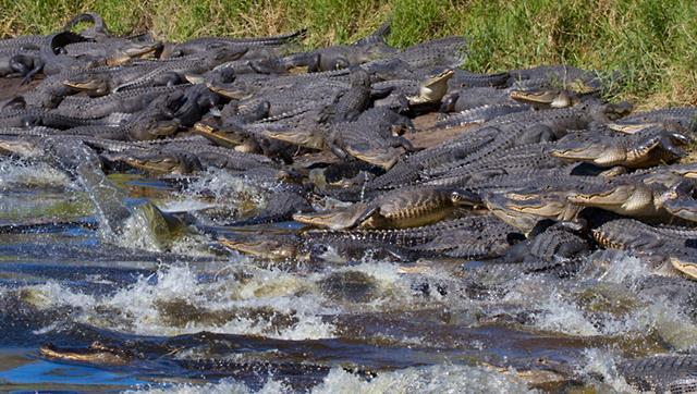 Gators Dozens Of Alligators Gather Around Giant Sinkhole In Florida