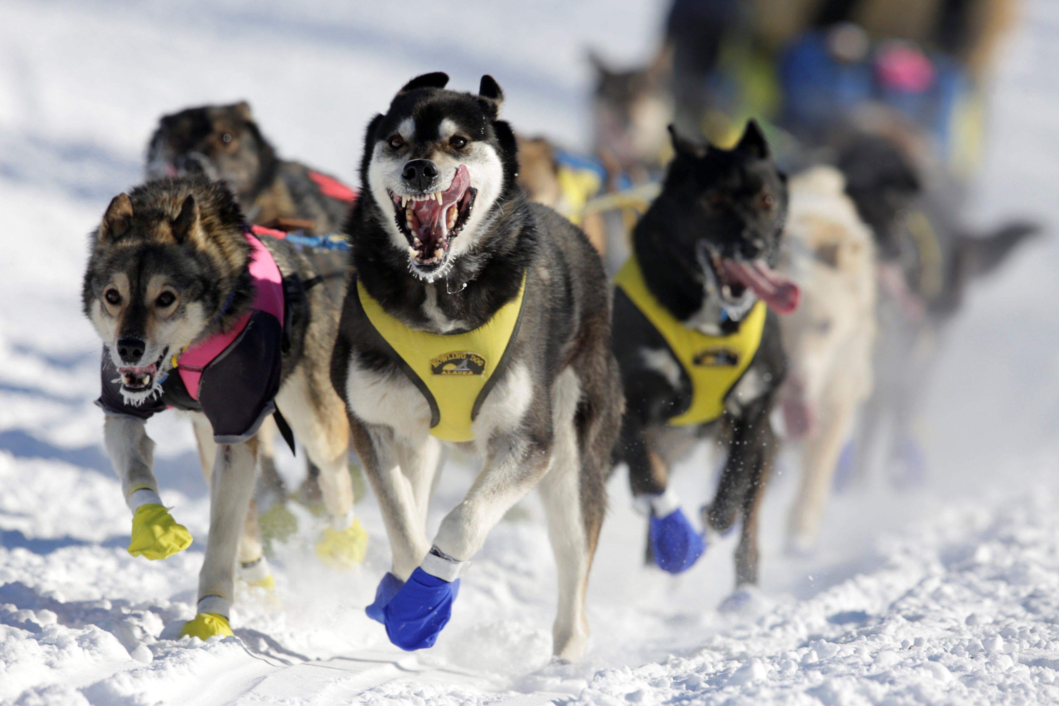 iditarod huskies