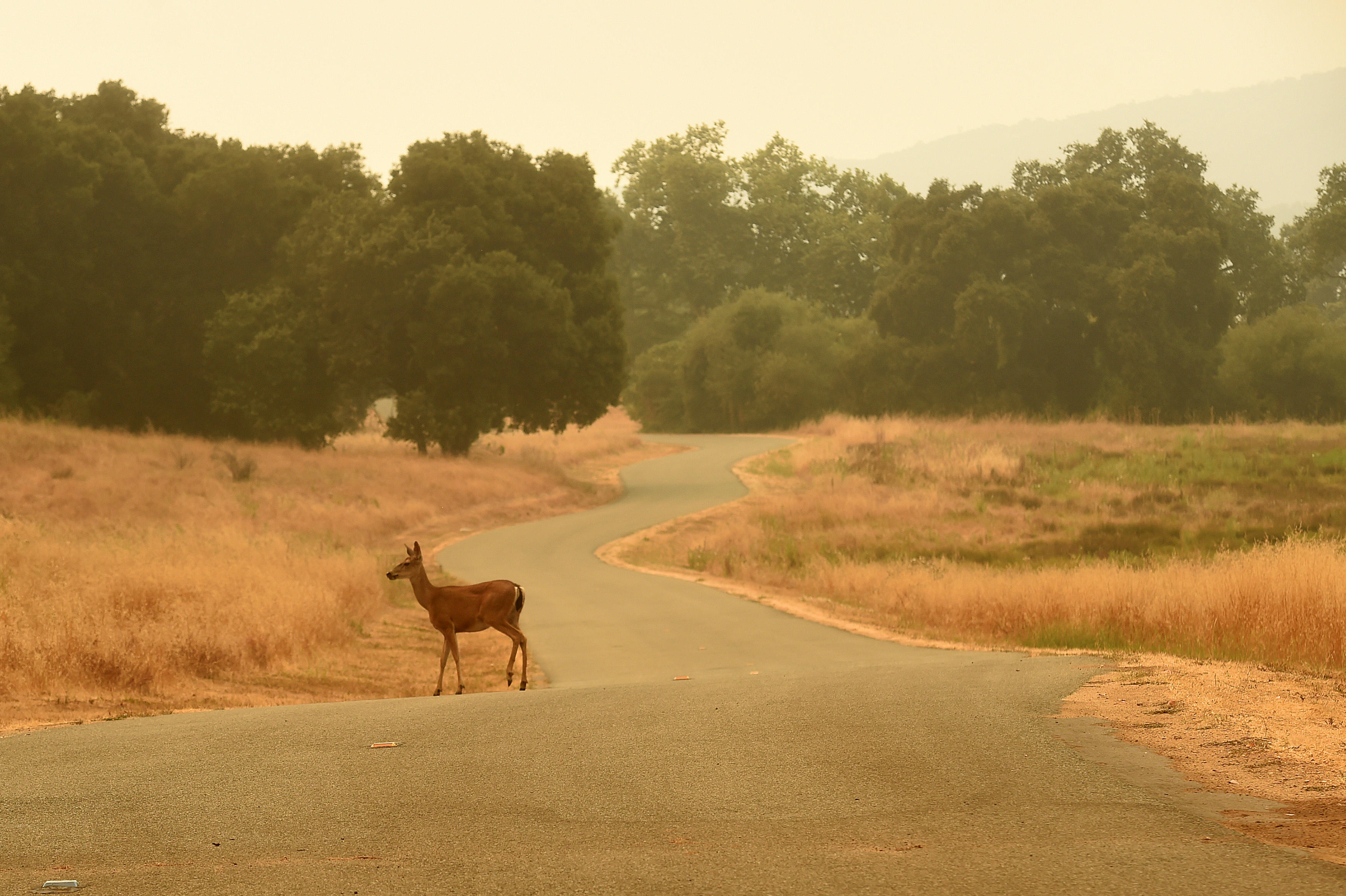 How do animals cross the road? Wildlife survey discovers it's