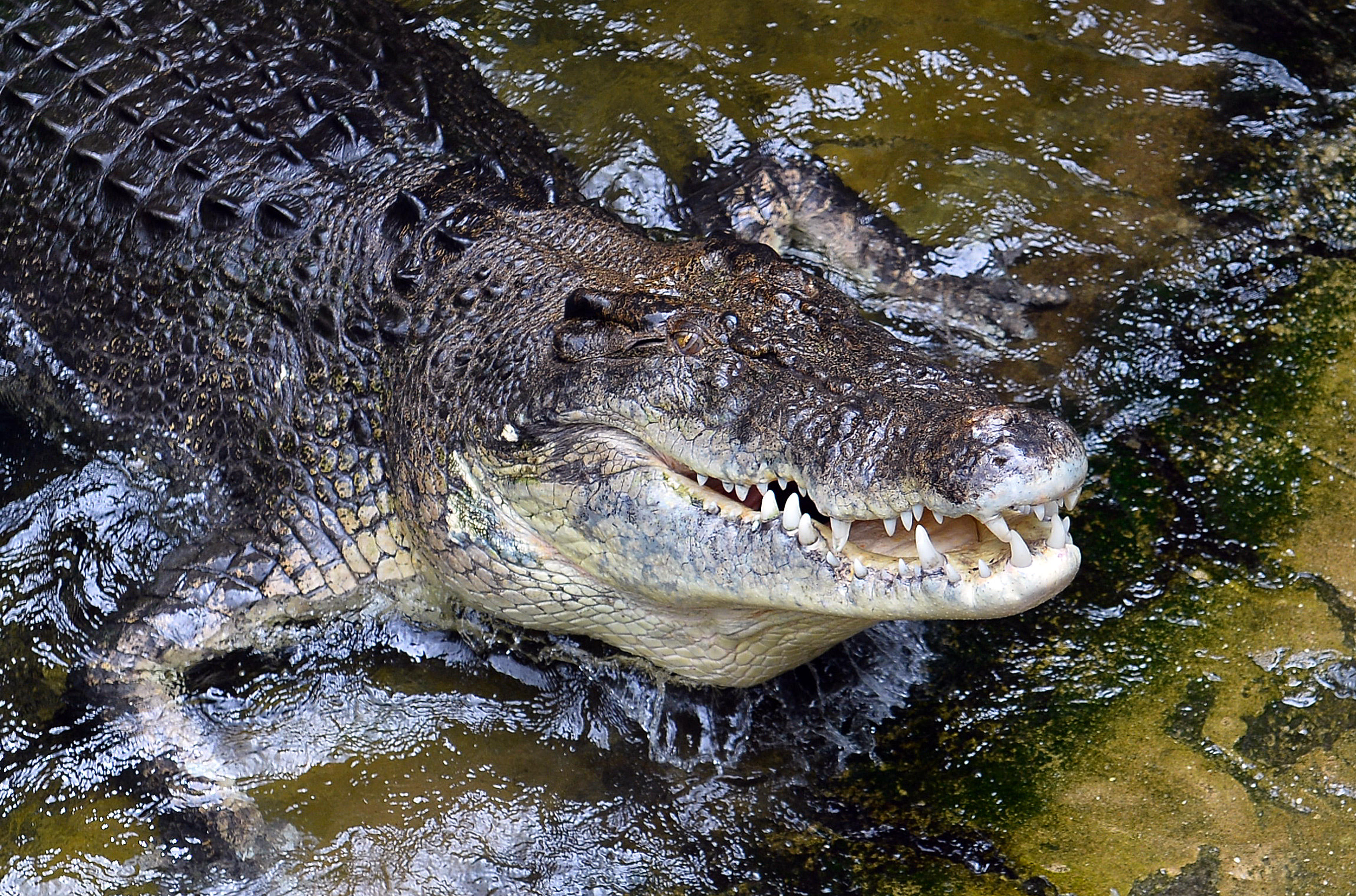 where do you find crocodiles in australia