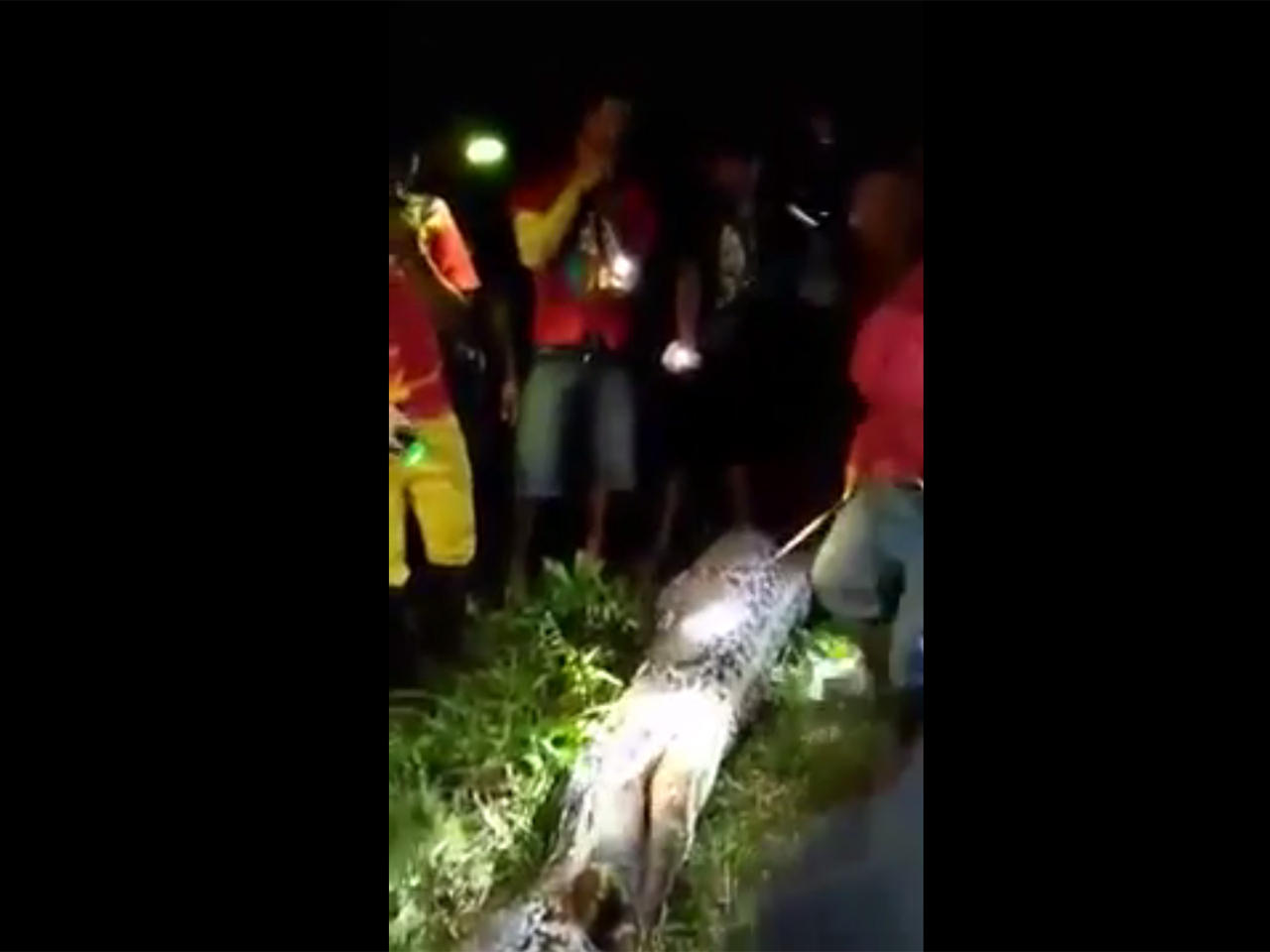 Python eats man in Indonesia who was likely "attacked from behind