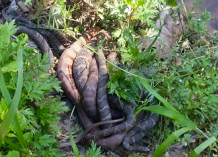 Woman stumbles upon massive snake mating ball in North Carolina CBS News